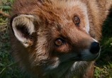 Фильм Девочка и лисенок / Le renard et l'enfant (2007) - cцена 2