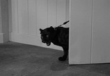 Сцена из фильма Человек-леопард / The Leopard Man (1943) Человек-леопард сцена 2