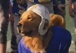 Фильм Король воздуха: Золотая лига (Золотой мяч) / Air Bud: Golden Receiver (1998) - cцена 2