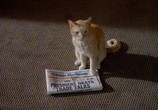 Сериал Завтра наступит сегодня (Утренний выпуск) / Early Edition (1996) - cцена 6