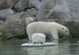 ТВ BBC: Белый медведь - Шпион во льдах / BBC: Polar Bear - Spy on the Ice (2010) - cцена 1