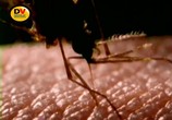 ТВ BBC. Паразиты. Съеденные заживо. Змеи / BBC. Discovery channel exclusive (2002) - cцена 1
