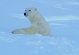 ТВ BBC: Белый медведь - Шпион во льдах / BBC: Polar Bear - Spy on the Ice (2010) - cцена 2