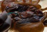Фильм Чужой / Alien (1979) - cцена 5