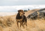 Фильм Путь домой / A Dog's Way Home (2019) - cцена 3