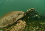ТВ BBC: Мир природы. Ковчег сэра Аттенборо / BBC Natural World - Attenborough's Ark (2012) - cцена 2