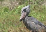 ТВ NHK. Мир живой природы VI / NHK. Nature Wonder Land VI (2012) - cцена 4