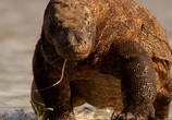 ТВ BBC. Аттенборо и гигантский динозавр / Attenborough and the Giant Dinosaur (2016) - cцена 4