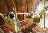 Фильм Отель для собак / Hotel for Dogs (2009) - cцена 9