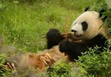 ТВ BBC: Мир природы. Ковчег сэра Аттенборо / BBC Natural World - Attenborough's Ark (2012) - cцена 1