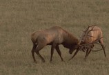 ТВ Йеллоустоун. Битва за жизнь / Yellowstone - Battle For Life (2009) - cцена 3